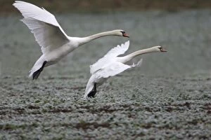 Mute Swans - Landing on frozen kale crop in winter