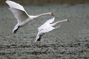 Images Dated 26th November 2004: Mute Swans - Landing on frozen kale crop in winter. Hessen, Gremany