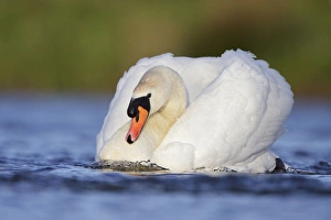 Mute Swans - male bird in a slide powering through the water creating a bow of water Mute Swans - male bird in a slide powering through the water creating a bow of water