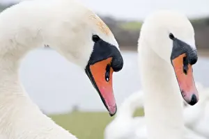 Cobb Prints: Mute Swans - males - Cornwall - UK