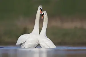 Tender Prints: Mute Swans - pair after copulation - showing typical behaviour as the two birds rise up from the water - Cleveland - UK