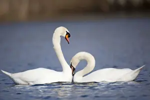 Mute Prints: Mute Swans - pair - Cornwall - UK