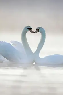 Couples Prints: Mute Swans - Pair in courtship behaviour - Back-lit early morning mist rising from the water - Cleveland - UK Digital