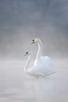 Romance Prints: Mute Swans - Pair in courtship behaviour - Back-lit early morning mist rising from the water - Cleveland - UK