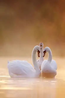 Romance Prints: Mute Swans - Pair in courtship behaviour - Back-lit early morning mist rising from the water - Cleveland - UK