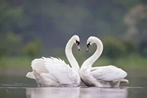 Swan Collection: Mute Swans - Pair displaying courtship behaviour - Cleveland - UK