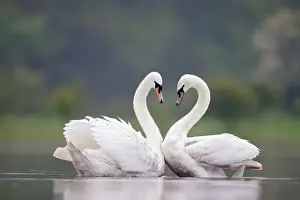 Greeting Prints: Mute Swans - Pair displaying courtship behaviour - Cleveland - UK