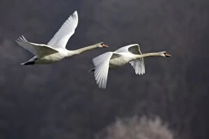 Mute Swans - Pair in flight, autumn