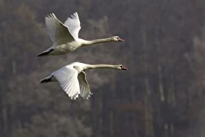 Mute Swans - Pair in flight, autumn-time