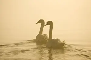 Valentine Prints: Mute Swans Pair swimming in pre-dawn mist Hickling Broad Norfolk UK