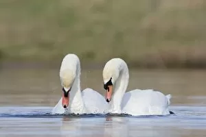 Mute Swan Gallery: Mute Swans - pre-copulation display - showing typical behaviour as the two birds swim in symmetry