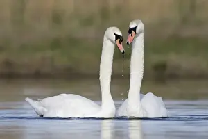Mute Swans - pre-copulation display - showing typical behaviour as the two birds greet and ruffle their neck feathers - Cleveland - UK