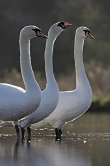 Images Dated 22nd April 2009: Mute Swans - three swans together - back-lit early morning
