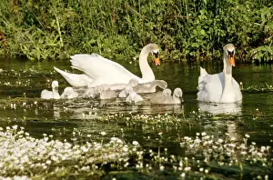 Mute Swans WAT 1644 Family - Male and Female with Cygnets Cygnus olor © M. Watson / ARDEA LONDON