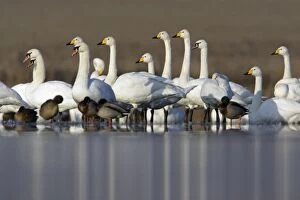 Mute and Whooper Swans (Cygnus cygnus) - resting on frozen lake