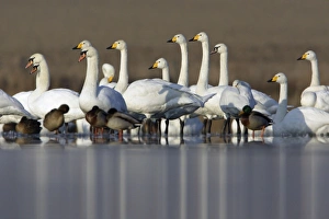 Mute and Whooper Swans (Cygnus cygnus) - resting on frozen lake Mute and Whooper Swans (Cygnus cygnus) - resting on frozen lake