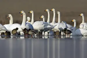 Mute and Whooper Swans (Cygnus cygnus) - Resting on frozen lake in winter. Lower Saxony, Germany