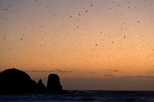 Images Dated 3rd December 2008: Muttonbird return - hugh numbers of Muttonbird return at dusk to their breeding colony at Cape