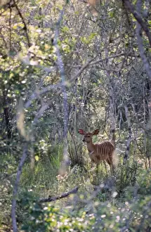 Nyalas Prints: Myala - Female sheltering in thick bush
