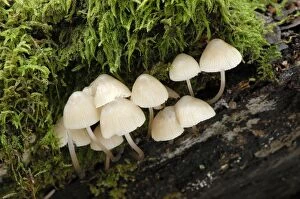 Images Dated 18th February 2008: Mycena galopous - Habitat - amongst leaf litter in woods, hedgerows and on path sides