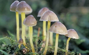 Netherlands Collection: Mycena Mushroom - The Netherlands - Overijssel - forest Staphorst