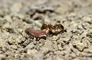 Ants Prints: Myrmica Ant - inspecting Large Blue Butterfly larvae (Maculinea arion)