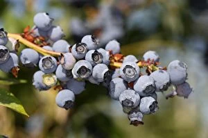 Blueberries Gallery: myrtille cultivee. Bleuet
