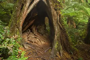 Myrtle Beech - big, massive Myrtle Beech in lush temperate rainforest with different kinds of floor-growing fern and treefern. This tree has such an impressive root system that a child can easily walk through - Mait's Rest