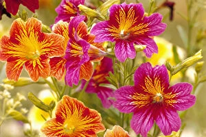 Images Dated 11th March 2011: NA, USA, WA, King County, Seattle, Salpiglossis-Painted