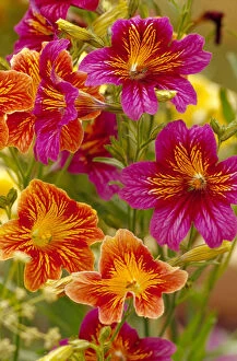 Images Dated 24th March 2005: NA, USA, WA, King County, Seattle, Salpiglossis-Painted