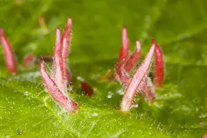 Invertebrate Prints: Nail galls on lime leaf, caused by mite Eriophyes tiliae; Dorset