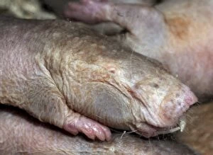 Images Dated 10th August 2012: Naked Mole Rat