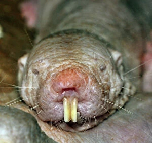 Images Dated 10th August 2012: Naked Mole Rat