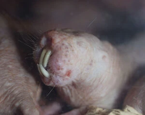 Teeth Gallery: Naked Mole Rat underground