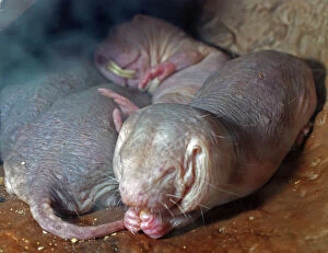 Images Dated 24th November 2008: Naked Mole Rats - dry areas, North East Africa