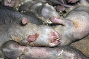 Images Dated 10th August 2012: Naked Mole Rats - group asleep underground