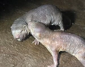 Images Dated 10th August 2012: Naked Mole Rats - interacting