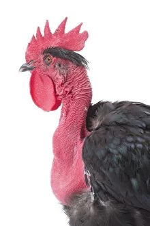 Images Dated 12th April 2017: Naked Neck Chicken Cockerel / Rooster