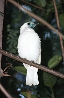 Images Dated 8th December 2004: Naked-throated / Bare-throated Bellbird