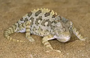 Namaqua Chameleon