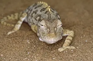 Namaqua Chameleon
