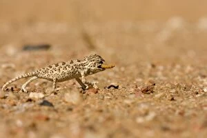Images Dated 20th May 2007: Namaqua Chameleon - Baby catching its prey