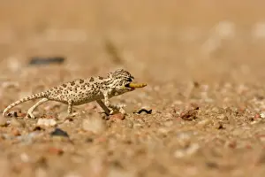 Swallowing Prints: Namaqua Chameleon - Baby catching its prey - Sequence 3 of 3 - Namib Desert - Namibia - Africa