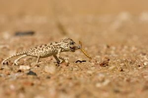 Images Dated 20th May 2007: Namaqua Chameleon - Baby catching its prey - Sequence 2 of 3 - Namib Desert - Namibia - Africa