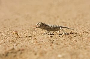 Namaqua Chameleon - Baby catching its prey-side profile