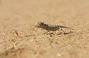 Namaqua Chameleon-Baby catching its prey-side profile Namib Desert-Namibia-Africa