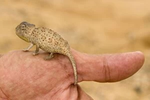 Images Dated 18th March 2009: Namaqua Chameleon - baby perched on a human thumb