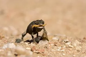 Namaqua Chameleon - Baby with tongue extended catching a grub - black phase