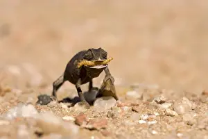 Swallowing Prints: Namaqua Chameleon-Baby with tongue extended catching a grub -black phase - Sequence 3 of 3 - Namib