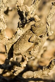 Images Dated 10th May 2007: Namaqua Chameleon - Baby waiting for prey